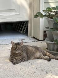 Lost Female Cat last seen Near the pool at Shepherd's Vineyard and Eva Perry Library, Apex, NC 27502