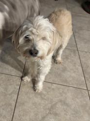 Lost Male Dog last seen Drexel Rd and Bryant Ave, Tucson, AZ 85706