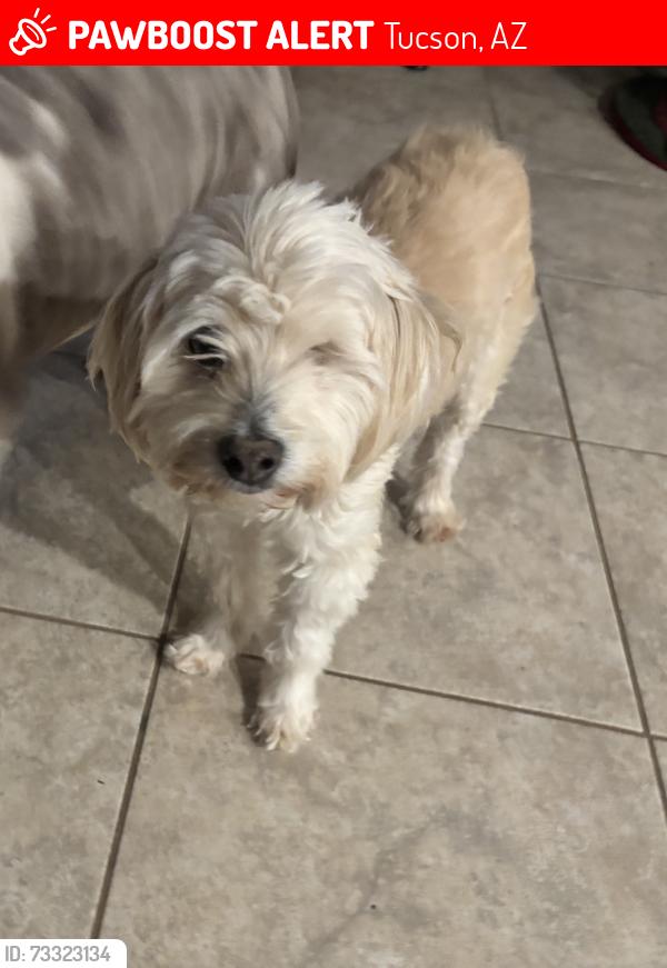Lost Male Dog last seen Drexel Rd and Bryant Ave, Tucson, AZ 85706