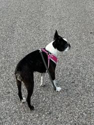Lost Female Dog last seen 78th and Beluche Dr, Galveston, TX 77551