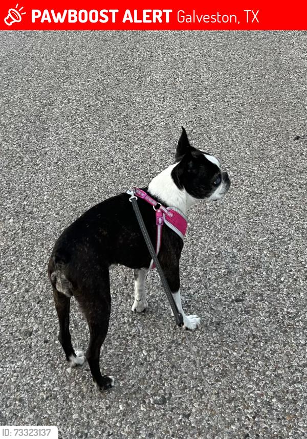 Lost Female Dog last seen 78th and Beluche Dr, Galveston, TX 77551