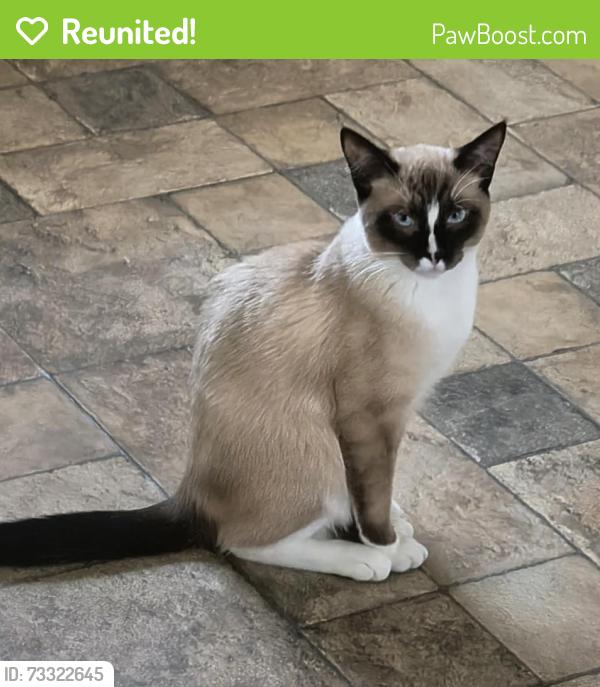 Reunited Male Cat last seen Spencer road.....32nd st ne. Conover, Conover, NC 28613