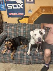 Found/Stray Female Dog last seen Midlothian turnpike bachelors grove woods, Crestwood, IL 60445