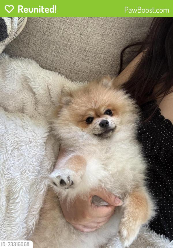 Reunited Female Dog last seen Near 269th Ave NE, Isanti MN, Isanti, MN 55040