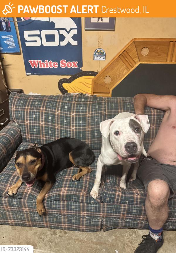 Found/Stray Female Dog last seen Midlothian turnpike bachelors grove woods, Crestwood, IL 60445