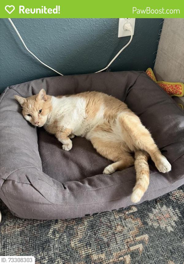 Reunited Male Cat last seen 14th & Harlan, Lakewood, CO 80214
