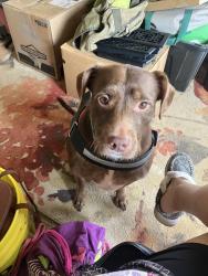 Found/Stray Female Dog last seen Near county road 252 fort Payne, Fort Payne, AL 35967
