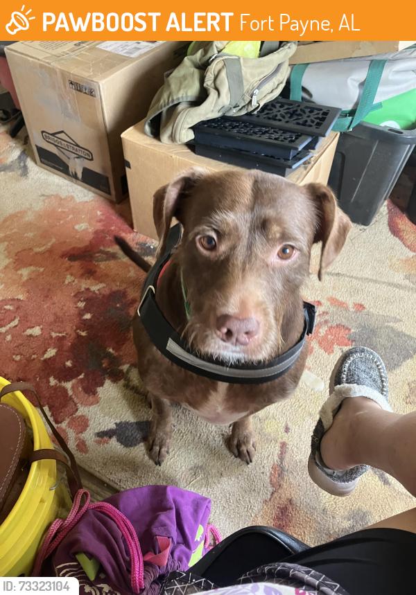 Found/Stray Female Dog last seen Near county road 252 fort Payne, Fort Payne, AL 35967