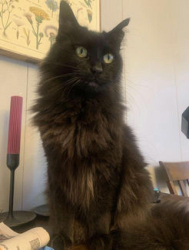 Lost Female Cat last seen Bassett & Garden of Eden Rd, Sedro-Woolley, WA 98284