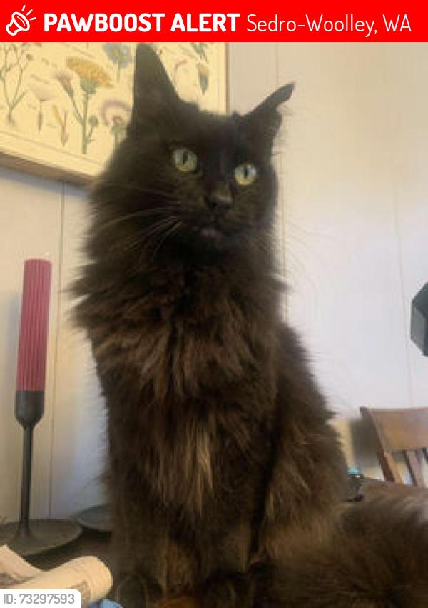 Lost Female Cat last seen Bassett & Garden of Eden Rd, Sedro-Woolley, WA 98284