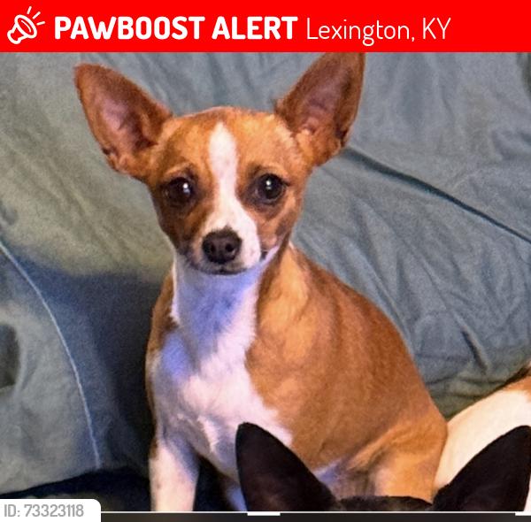 Lost Female Dog last seen Village of Henry Clay , Lindy Lane , Statesman Way, Liberty Road, Lexington, KY 40505