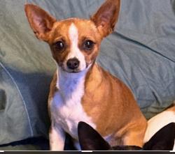 Lost Female Dog last seen Village of Henry Clay , Lindy Lane , Statesman Way, Liberty Road, Lexington, KY 40505