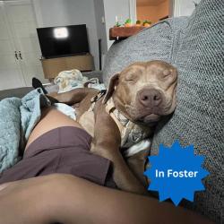 Shelter Stray Female Dog last seen Near, 2600 S Harding St, Indianapolis, IN 46221, USA