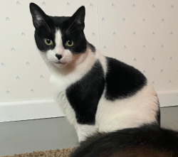 Reunited Male Cat last seen E H Ave & Berry St, Comstock Northwest, MI 49048