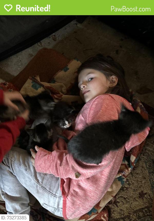 Reunited Female Cat last seen W Wakefield dr, Little Rock, AR 72209