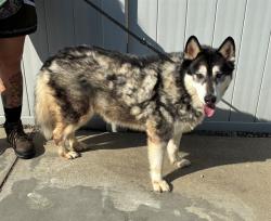 Shelter Stray Female Dog last seen Near BLOCK SOUTHRIDGE DRIVE, 3528 Newburg Rd, Louisville, KY 40218, USA