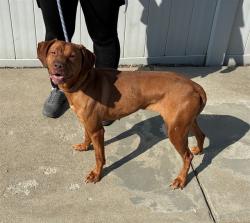 Shelter Stray Female Dog last seen Near BLOCK SOUTHRIDGE DRIVE, 3528 Newburg Rd, Louisville, KY 40218, USA