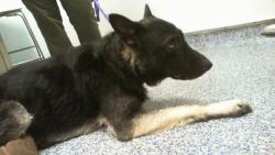 Shelter Stray Male Dog last seen CHARLOTTE, 8315 Byrum Dr, Charlotte, NC 28217, USA