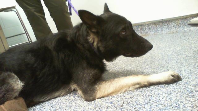 Shelter Stray Male Dog last seen CHARLOTTE, 8315 Byrum Dr, Charlotte, NC 28217, USA