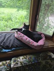 Lost Male Cat last seen West river and 73rd ave, Minneapolis, MN 55444