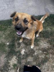 Found/Stray Male Dog last seen Diamond head resort, Tahlequah, OK 74464