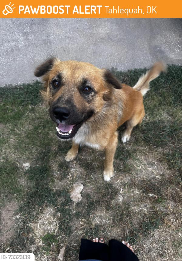 Found/Stray Male Dog last seen Diamond head resort, Tahlequah, OK 74464
