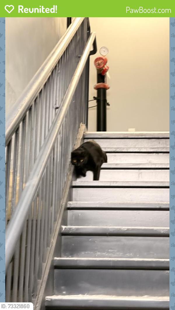 Reunited Male Cat last seen Lafayette Park, Jersey City, NJ 07304