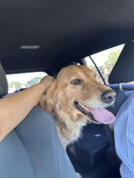Reunited Female Dog last seen Col. Rowe & Fern, McAllen, TX 78501