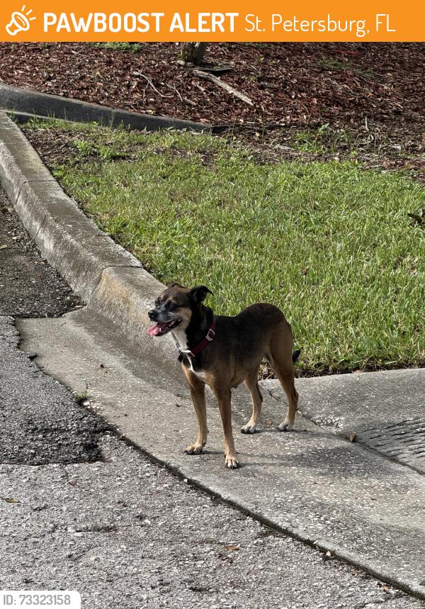 Found/Stray Female Dog last seen 4th st N & 9th St N, St. Petersburg, FL 33702
