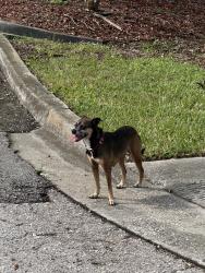 Found/Stray Female Dog last seen 4th st N & 9th St N, St. Petersburg, FL 33702