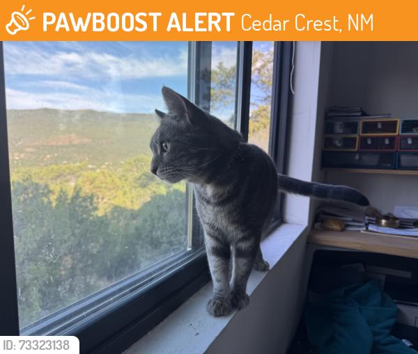 Found/Stray Unknown Cat last seen Woodbriar, Cedar Crest, NM 87008