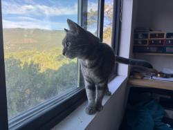 Found/Stray Unknown Cat last seen Woodbriar, Cedar Crest, NM 87008