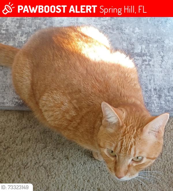 Lost Male Cat last seen Clearwater, canby cir, Spring Hill, FL 34606