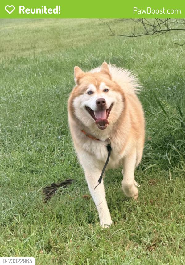 Reunited Unknown Dog last seen Near Mc Cullough Rd, Mocksville, NC 27028, USA, Mocksville, NC 27028