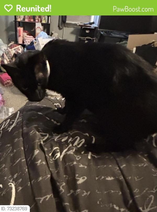 Reunited Male Cat last seen 6th st few blocks from winter haven hs, Winter Haven, FL 33880