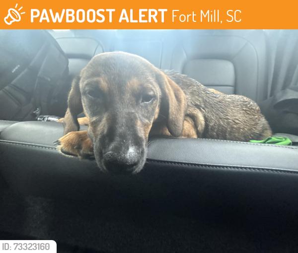 Found/Stray Female Dog last seen Behind the PUBLIX, Fort Mill, SC 29708