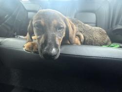 Found/Stray Female Dog last seen Behind the PUBLIX, Fort Mill, SC 29708