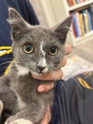Found/Stray Unknown Cat last seen Strong & Cherry, Spokane, WA 99208