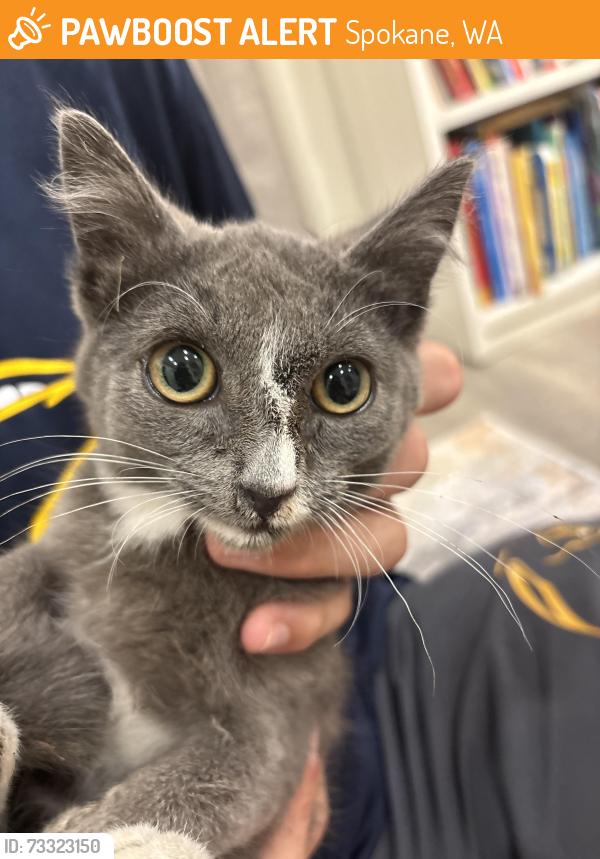 Found/Stray Unknown Cat last seen Strong & Cherry, Spokane, WA 99208