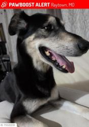 Reunited Male Dog last seen E59th and Elm Raytown MO, Raytown, MO 64133