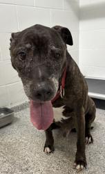 Reunited Unknown Dog last seen Port St. Lucie, Port St. Lucie, FL 34986