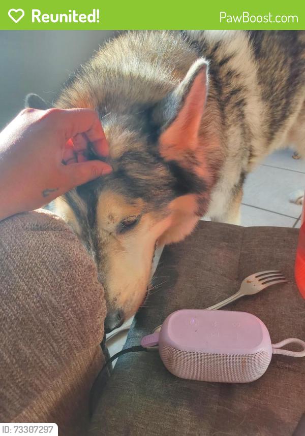 Reunited Male Dog last seen 36th and Campbell, Tucson, AZ 85713