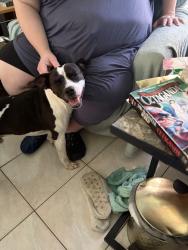 Reunited Male Dog last seen Glenallen and S. Narramore, North Port, FL 34287