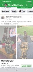 Reunited Female Cat last seen At Nr. 12, Eagle View, 121 Jagluiperd Street , The Wilds, Pretoria, GP 0042