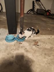 Lost Unknown Cat last seen Westview Dr, Winston-Salem, NC 27103