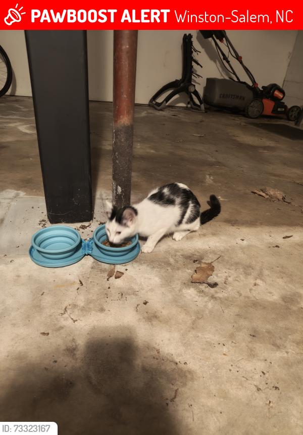 Lost Unknown Cat last seen Westview Dr, Winston-Salem, NC 27103