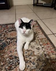 Reunited Female Cat last seen Near NE 10th St, Crystal River, FL 34428, USA, Crystal River, FL 34428