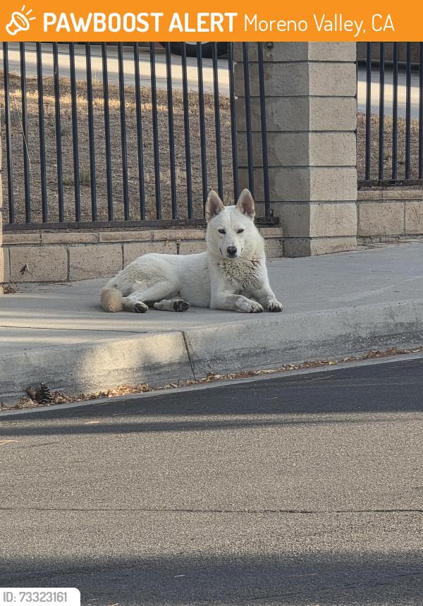 Found/Stray Male Dog last seen Near palmwood dr, Moreno Valley, CA 92557