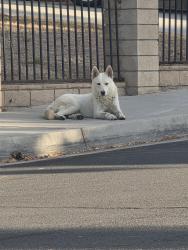 Found/Stray Male Dog last seen Near palmwood dr, Moreno Valley, CA 92557