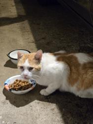 Found/Stray Unknown Cat last seen Near Westerville South High School, Westerville, OH 43081